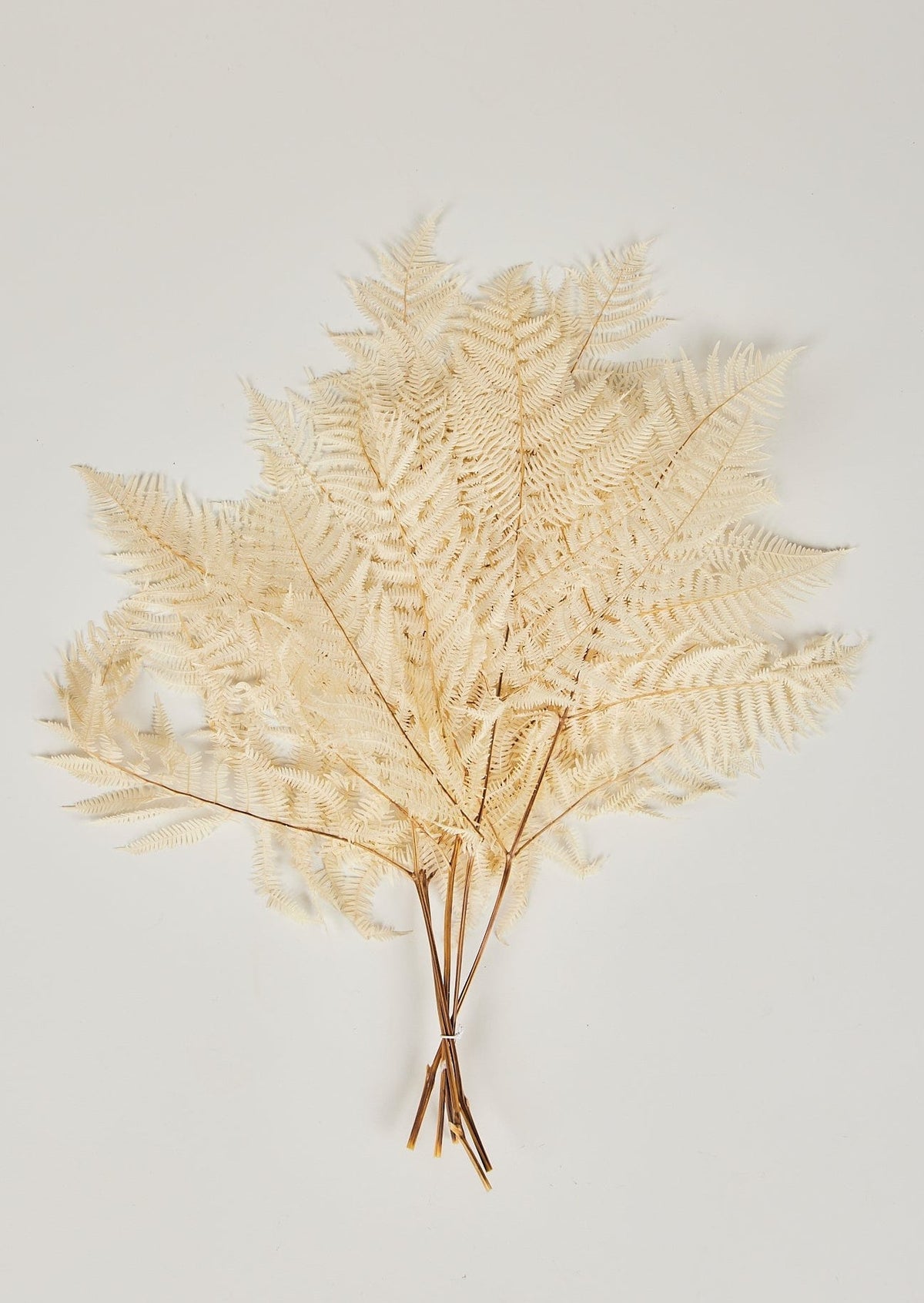 There's a variety of Bundle of 5 Bleached White Dried Bracken