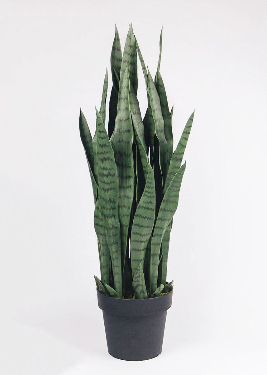 You can now get the finest UV Treated Outdoor Potted Snake Plant